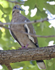 White-winged Dove
